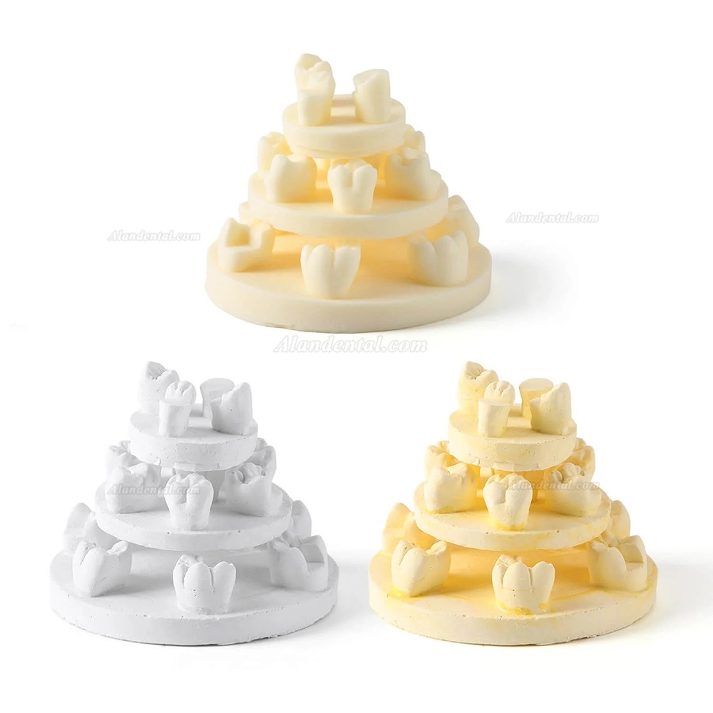 3Pcs/Bag Dental Tooth Morphology Practice Model U6/L6/U4 Positions Training Kit (Gypsum/Resin)